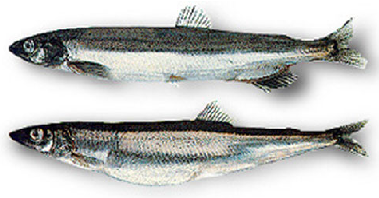 Capelin (Mallotus villosus). Female above and male below